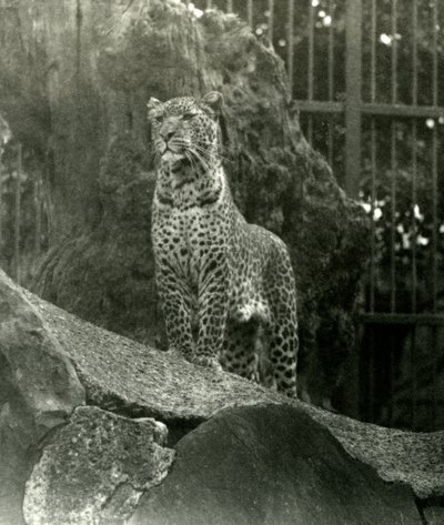 1923年にロンドン動物園で彼の囲いの岩の上に立っているヒョウレックス（bw写真） 作： Frederick William Bond